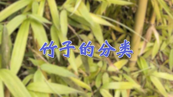 竹子的分类 竹子的种类与图片