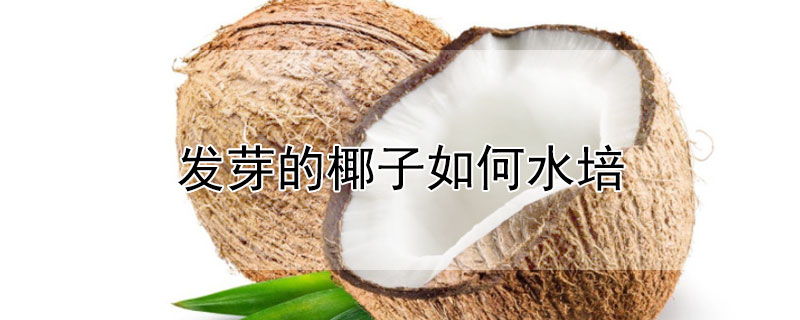 发芽的椰子如何水培 发芽的椰子如何水培保存