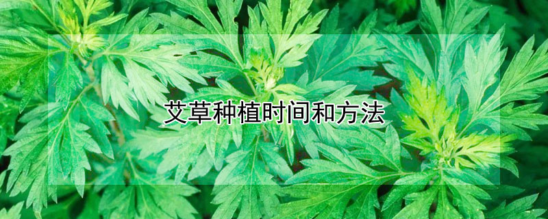 艾草种植时间和方法 艾草种植时间和方法图片