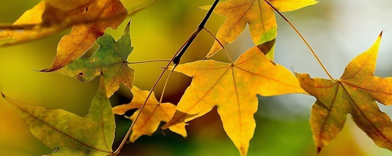 怎么把五角枫做成盆景 盆景五角枫树怎么造型