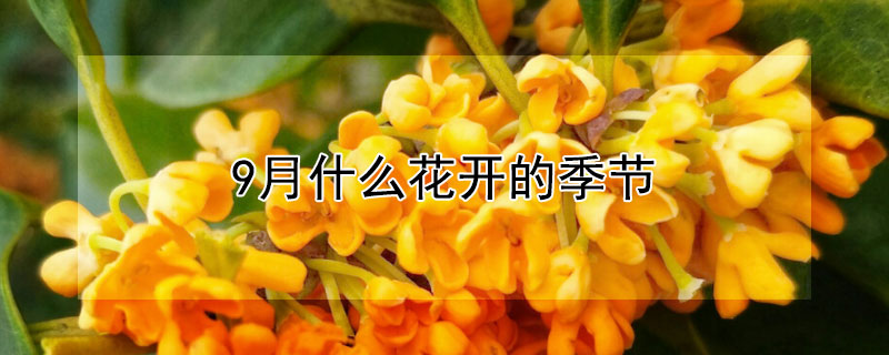 9月什么花开的季节（9月什么花开的季节好看）
