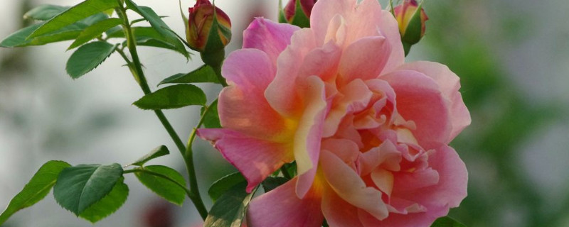 可以扦插的花卉有哪些 可以扦插的花卉有哪些花