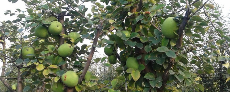 木瓜树为什么枯萎（木瓜树为什么枯萎不结果）