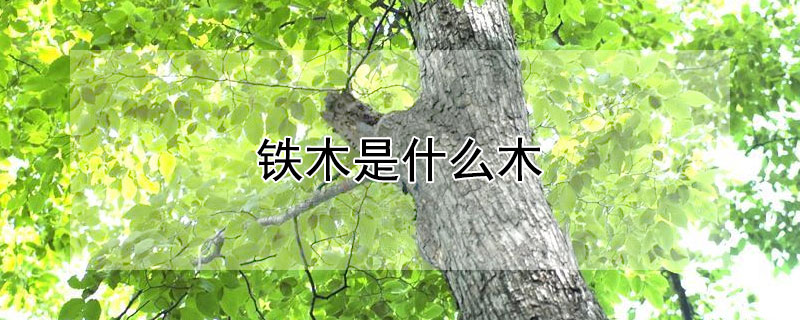 铁木是什么木 黄金铁木是什么木