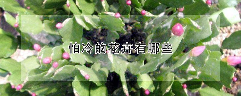 怕冷的花卉有哪些（不怕冷的花卉有哪些）