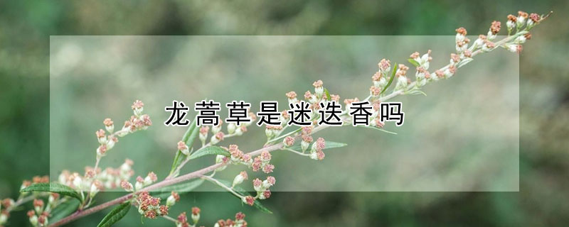 龙蒿草是迷迭香吗（龙蒿草是迷迭香吗）