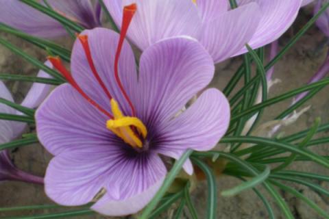 藏红花种子什么时候种