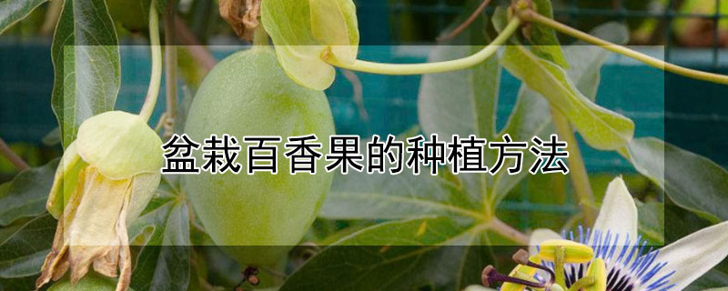 盆栽百香果的种植方法（盆栽百香果的种植方法和时间）