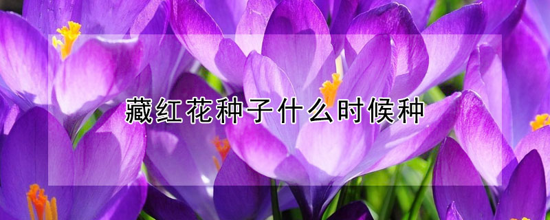 藏红花种子什么时候种（藏红花什么时候下种）