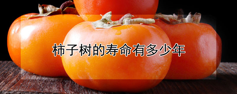 柿子树的寿命有多少年（柿子树有寿命吗）