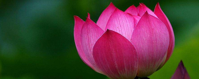 芙蕖和荷花的区别（芙蕖莲花荷花芙蓉有啥区别）