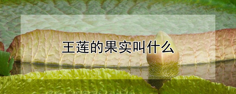王莲的果实叫什么（王莲的果实叫什么名字）