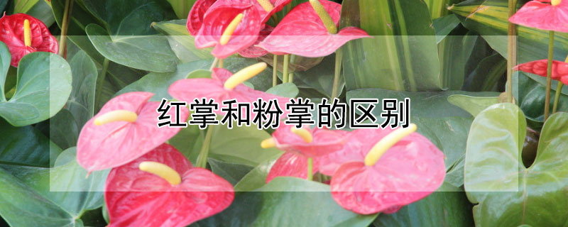 红掌和粉掌的区别（红掌和粉掌的区别图片）