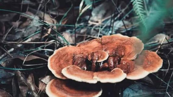 灵芝有多少种（灵芝有多少种类）