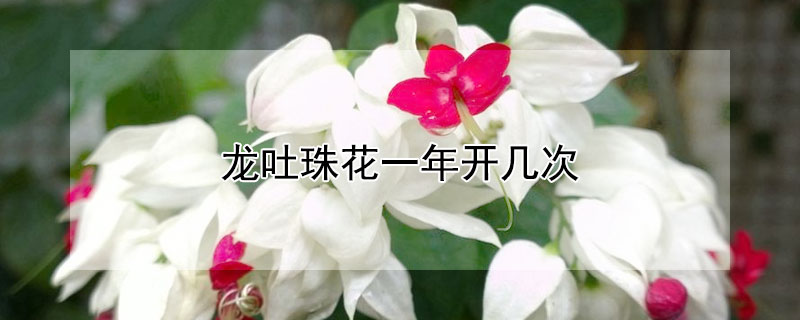 龙吐珠花一年开几次（龙吐珠花一年开几次）
