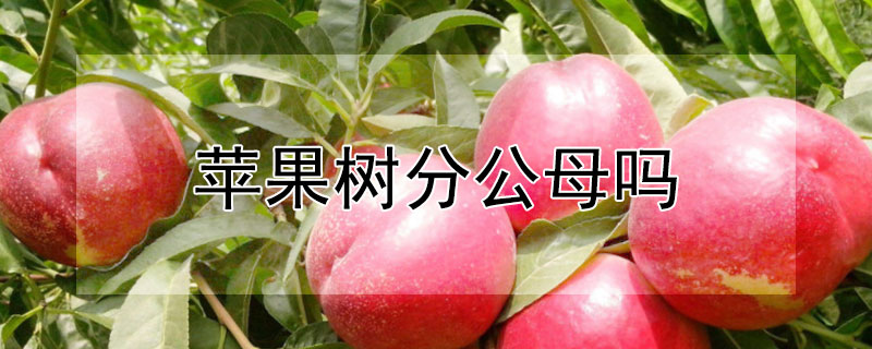 苹果树分公母吗 苹果树分公母吗怎么分