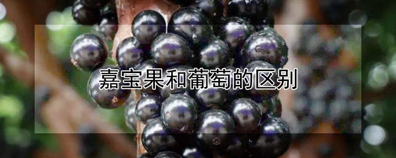 嘉宝果和葡萄的区别 嘉宝果和葡萄的区别图片