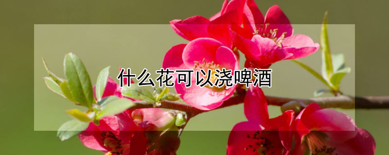 什么花可以浇啤酒 什么花可以浇啤酒水吗