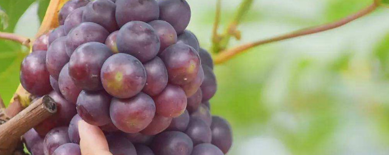 热销葡萄品种 热门葡萄品种