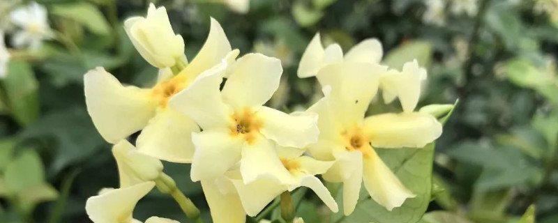 风车茉莉如何牵引 风车茉莉如何牵引扦插