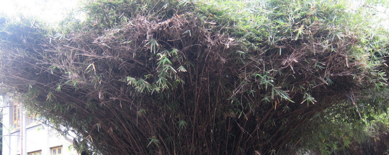 凤尾竹开花了怎么处理（凤尾竹开花了怎么办）