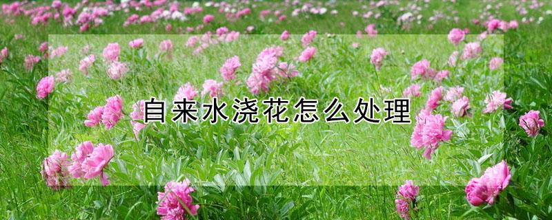 自来水浇花怎么处理 自来水浇花怎么处理掉