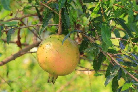 石榴冬天掉叶吗