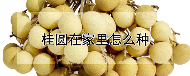 桂圆在家里怎么种（桂圆在家里怎么种的）
