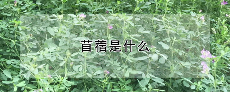苜蓿是什么（苜蓿是什么科 寓意）