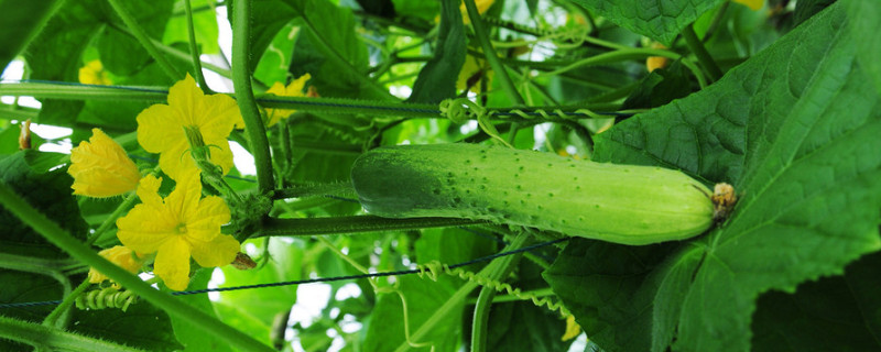 爬滕类植物有那些 爬滕类植物有那些特点