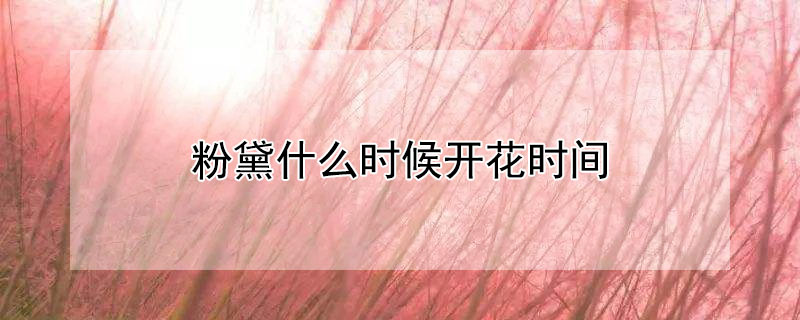 粉黛什么时候开花时间（粉黛什么时候开花时间最长）