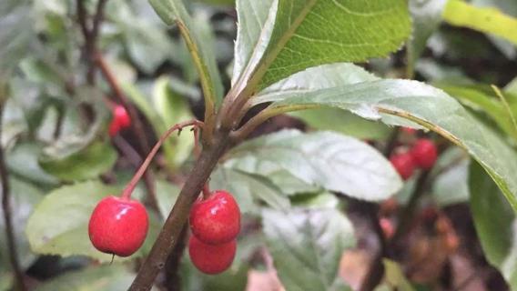 耐阴的植物有哪些（喜水耐阴的植物有哪些）
