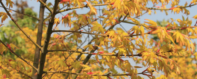 橙之梦与黄金枫的区别 黄金枫卡苏和橙之梦