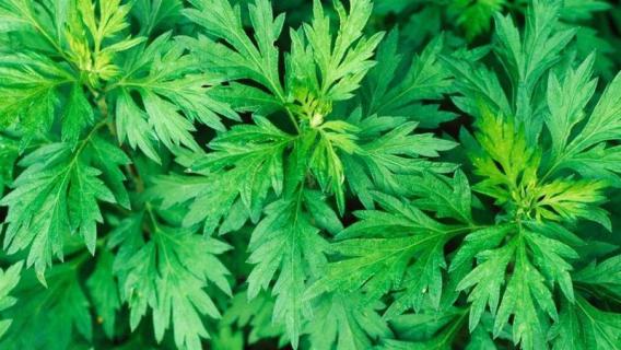 艾草是什么样子的（艾草长什么样）