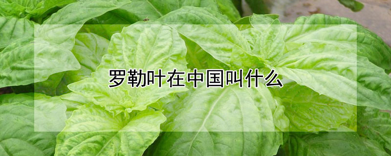 罗勒叶在中国叫什么（泰国的罗勒叶在中国叫什么）