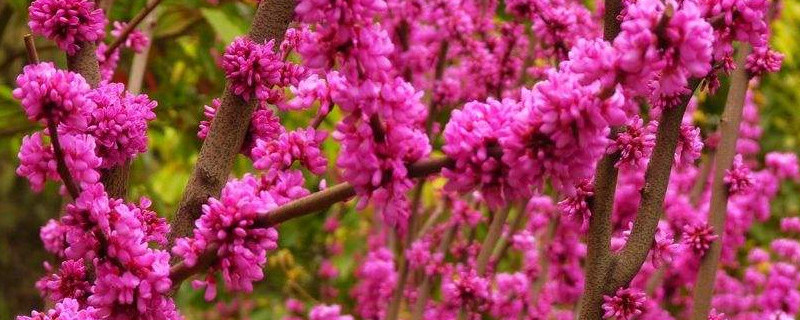 紫荆花的寓意 紫荆花的寓意与花语