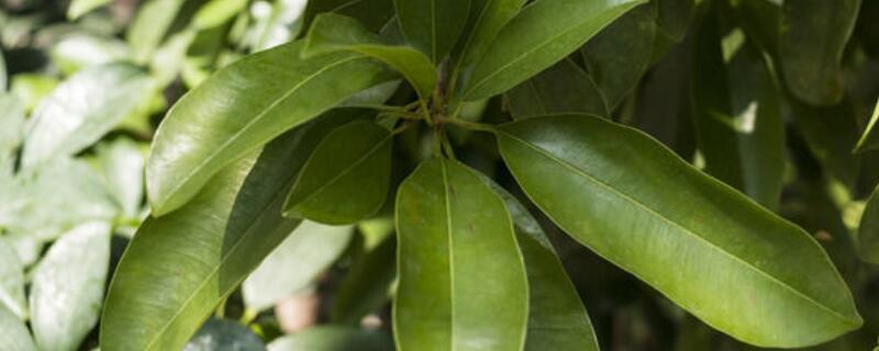 糖胶树有毒吗（糖胶树的气味有毒吗）