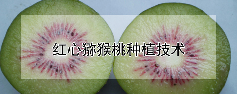 红心猕猴桃种植技术 红心猕猴桃种植技术攻克难关