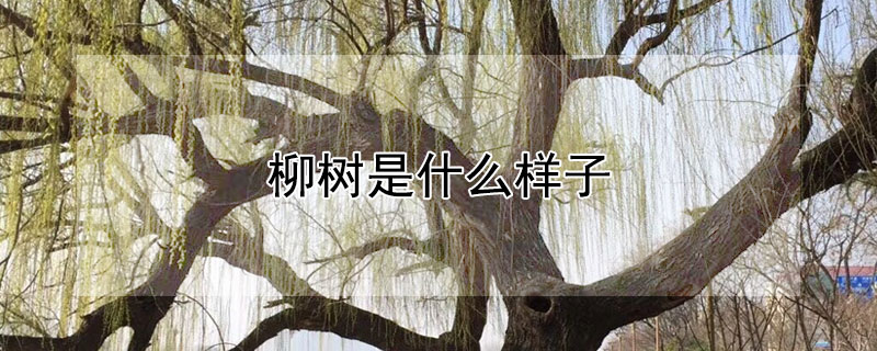 柳树是什么样子（秋天的柳树是什么样子）