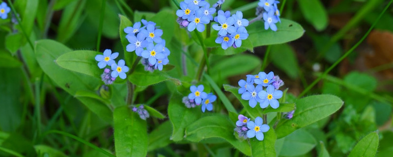 勿忘我春天可以播种吗 勿忘我什么季节播种