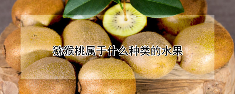 猕猴桃属于什么种类的水果（猕猴桃属于什么种类的水果图片）
