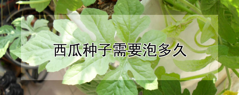 西瓜种子需要泡多久（西瓜种子需要泡多久才发芽）