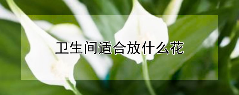 卫生间适合放什么花（卫生间适合放什么花和植物好）