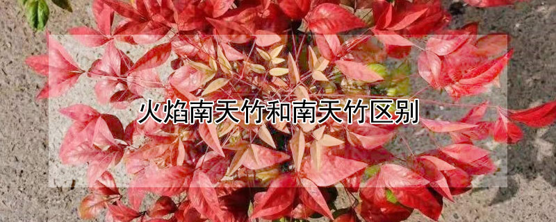 火焰南天竹和南天竹区别 火焰南天竹和南天竹一样吗