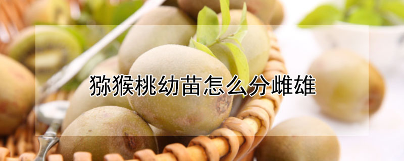 猕猴桃幼苗怎么分雌雄（猕猴桃幼苗怎么分雌雄图片）