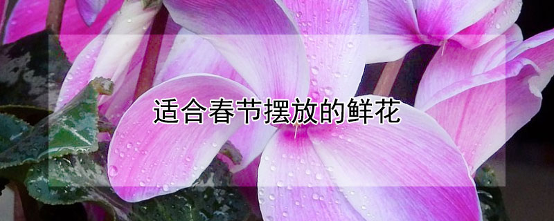 适合春节摆放的鲜花 过新年适宜摆放的鲜花