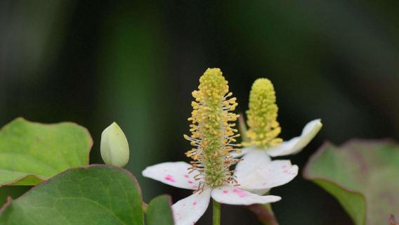 鱼腥草种植方法 鱼腥草种植方法和时间