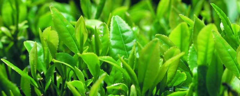 茶叶种植技术（茶叶种植技术指导方案）