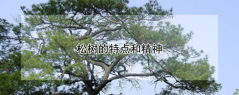 松树的特点和精神（松树的特点和精神作文）