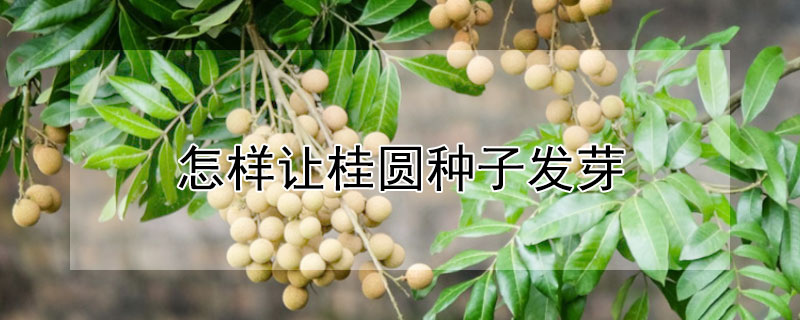 怎样让桂圆种子发芽（怎样让桂圆种子发芽快一点）